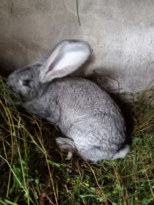 Продам кролі європейська шиншила. Є самці та самки.