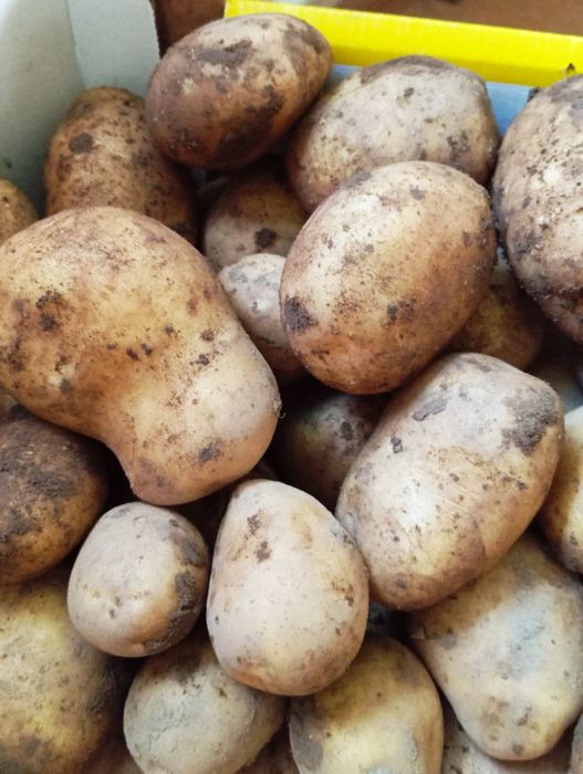 Sprzedam ziemniaki