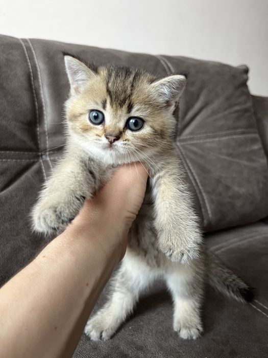 Хлопчик золота шиншила.