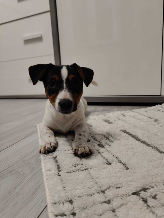 Jack Russell terrier