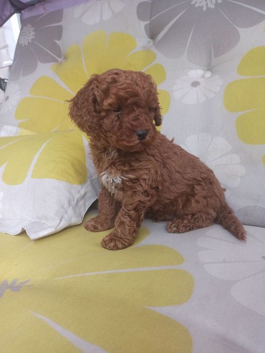Шикарные Пуделя.