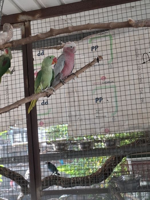 Casais  alexandrinos e penantes