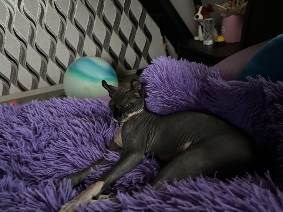 Кот канадський ельф шукає свою принцесу.