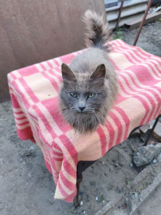 Віддам котів в добрі руки м.Нікополь