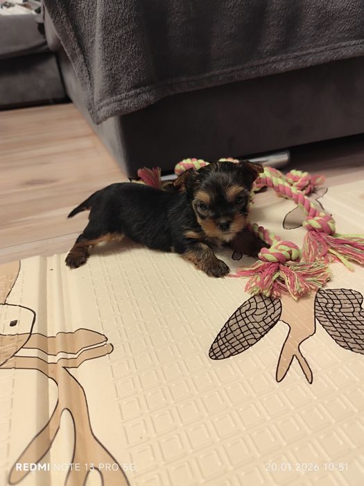 York sunia gotowa do odbioru metryka czip wyprawka