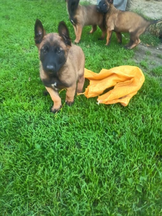 Owczarek Belgijski Malinois