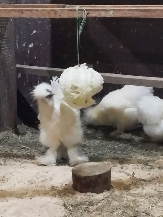 Півник Китайський Шовковий