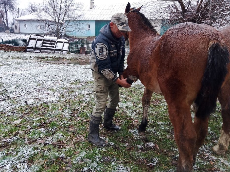 Продаю лоша 5 місяців