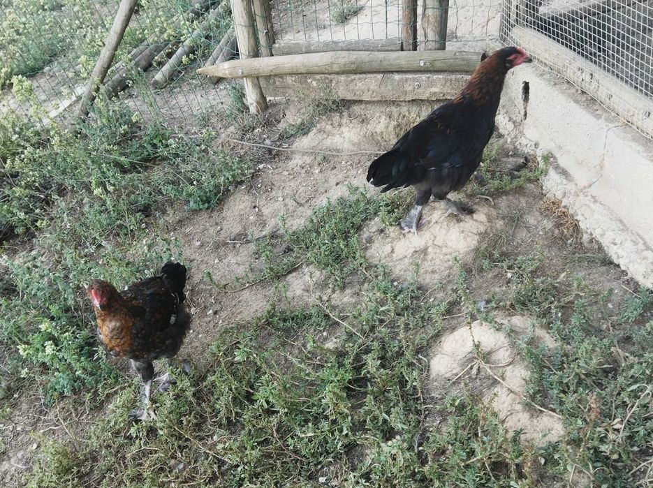 Galos Marrans de diversas idades