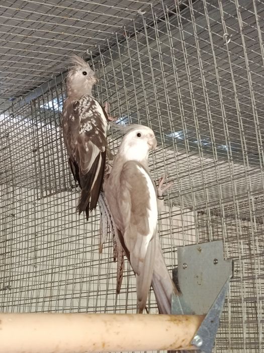 Papagaio Senegal, Meyeri, Rosela, Pyrrhuras