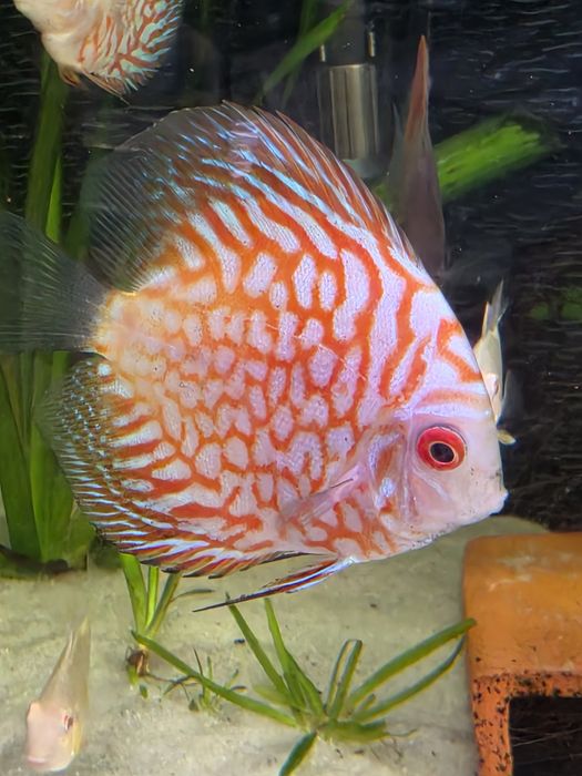 Discus Pigeon Red Stone