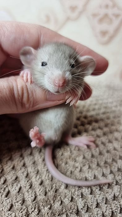 Крыса дамбо мальчики