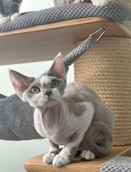 Devon Rex - liliowa dziewczynka