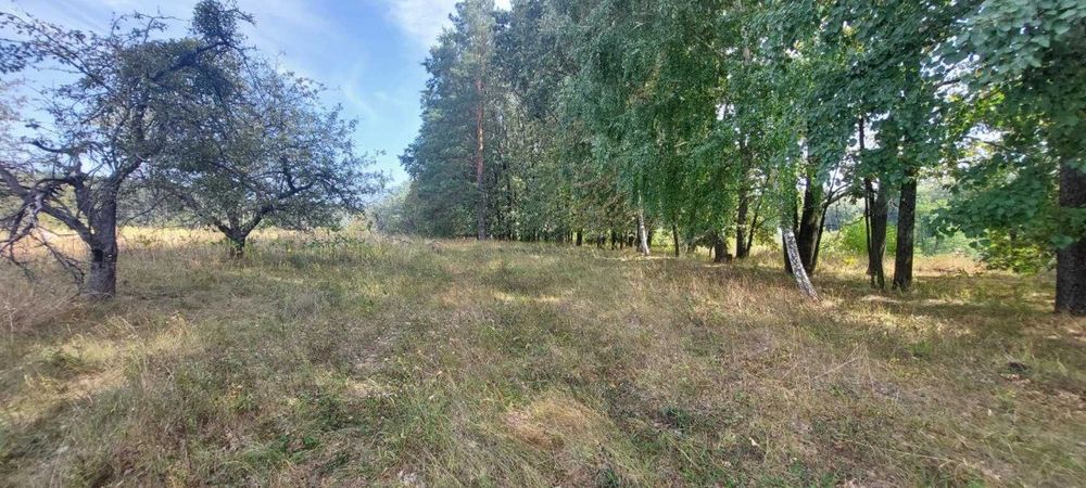 12 сот під садівництво Великі Дмитровичі
