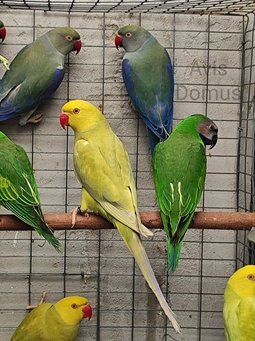 Ring Necks , Mustaches , Conures de Cabeça Azul