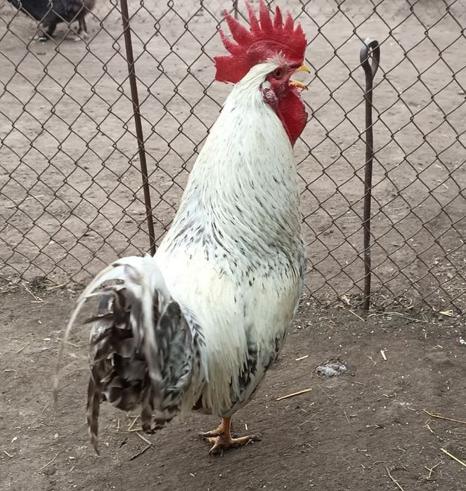 Яйце інкубаційне Бірківська Барвиста Бірки