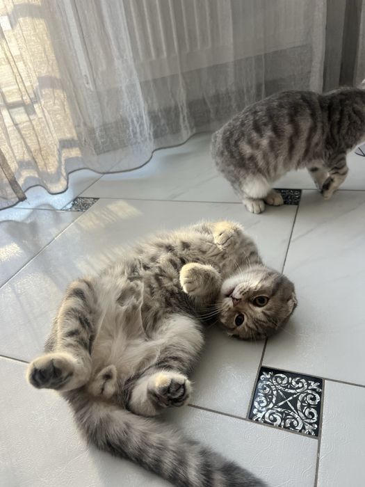 Висловухий муркотливий шотландець кошеня хлопчик scottish fold