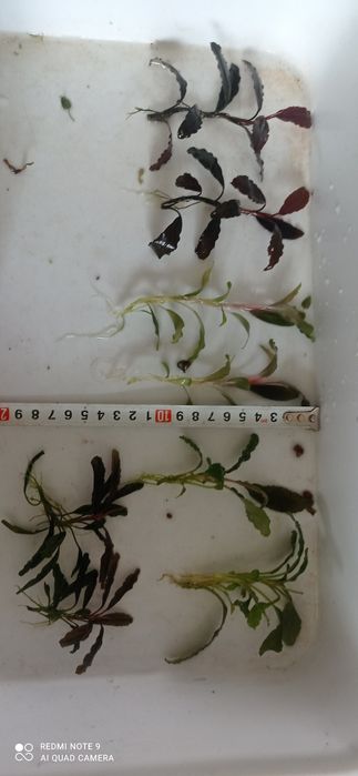 Продам буцефаландри  4  види.