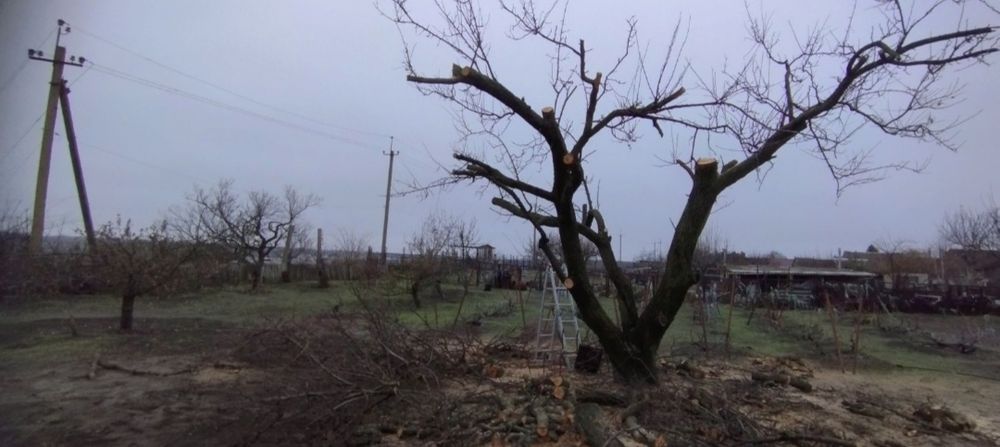 Спил деревьев, омоложение , обрезка