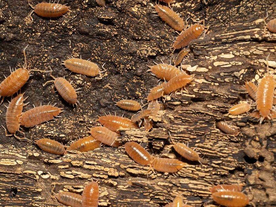 Isópodes Porcellionides pruinosus Orange – 10 unidades – Isopodes