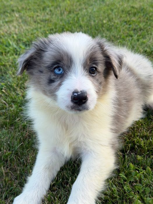 Sunia Border Collie blue merle