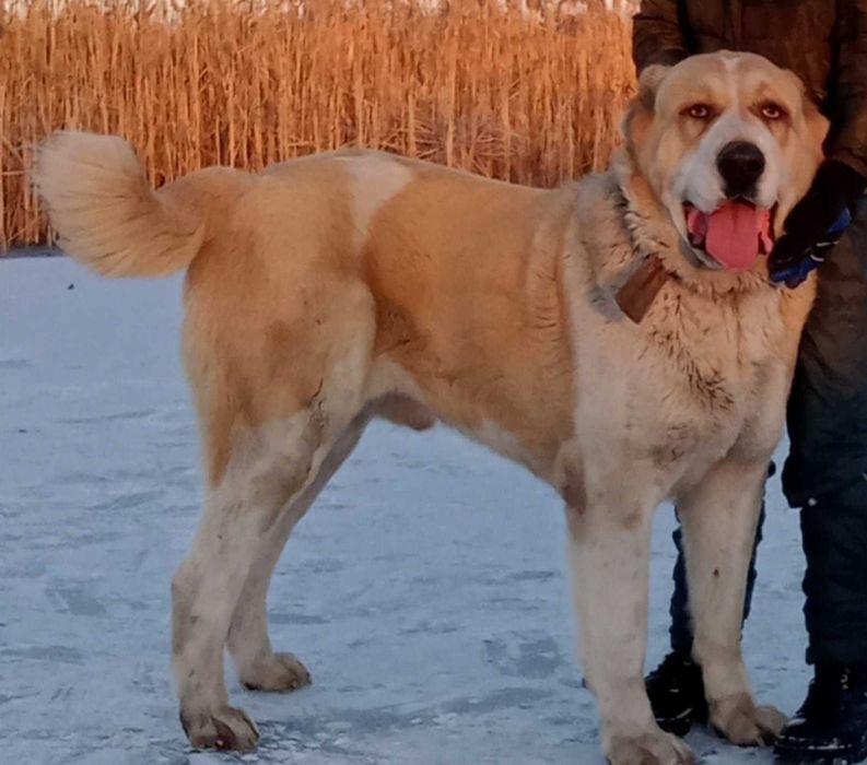 Среднеазіатська вівчарка