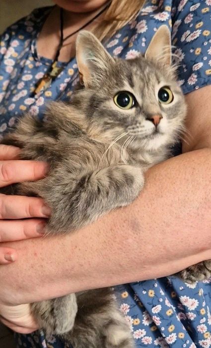 Харьков! Отдаётся ответственным хозяевам