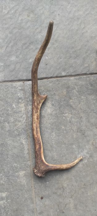 Poroze jelenia sprzedam