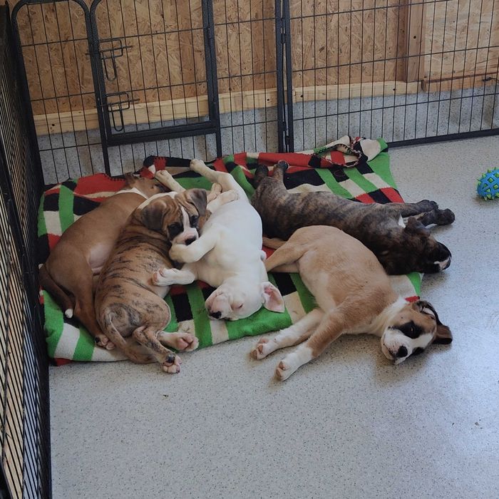 Bokser gotowe do odbioru