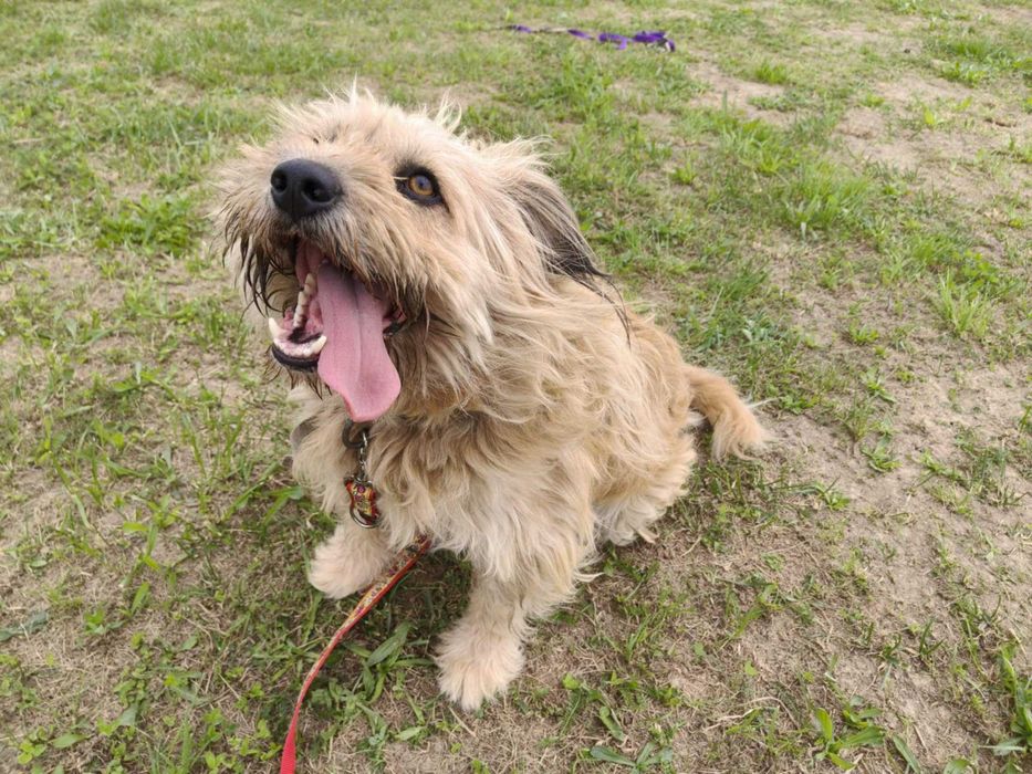 Bandi - pies szuka domu