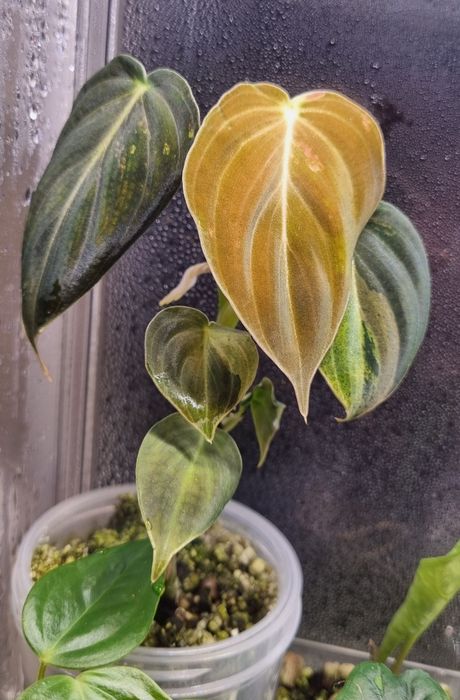Philodendron melanochrysum variegata