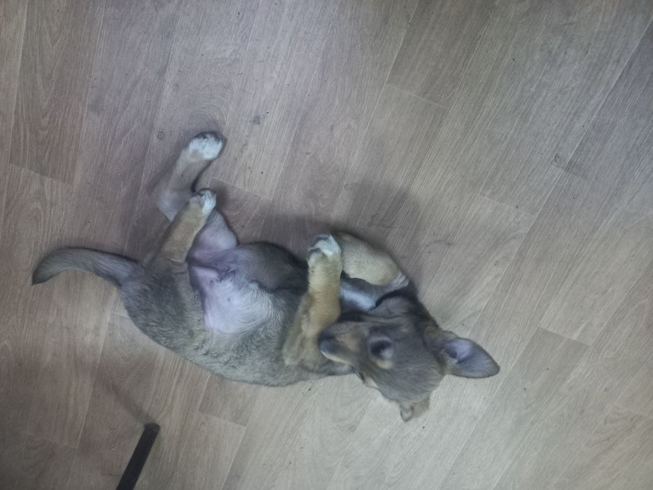 Щеночек ищет дом