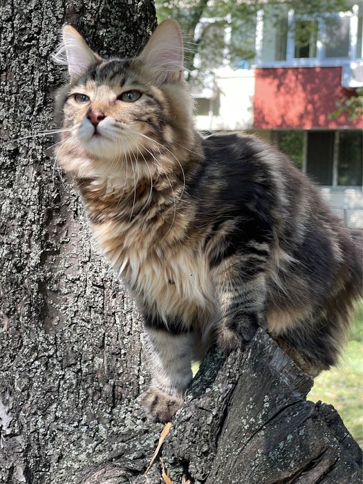 Kurilian Bobtail Курильський бобтейл. Золотий мраморний.