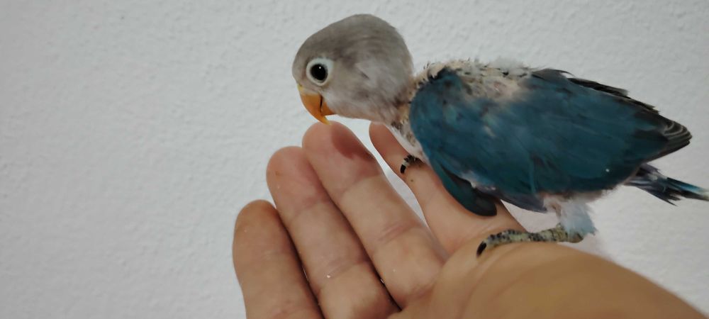 Agapórnis Fischer Opalinno.