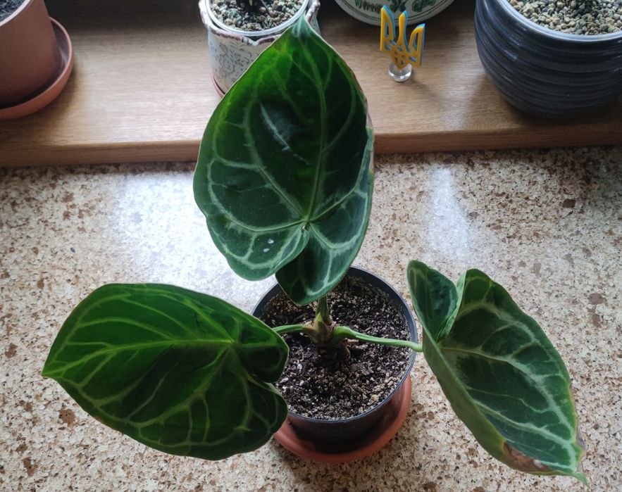 Антуріум Сільвер Блаш (Anthurium Crystallinum Silver Blush)