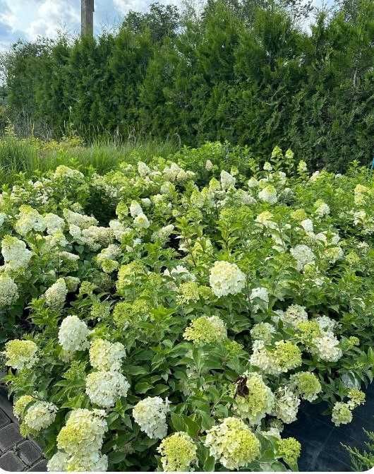 Туя шаровідна, сосна гірська, верба на штамбі, гортензія метельчата,