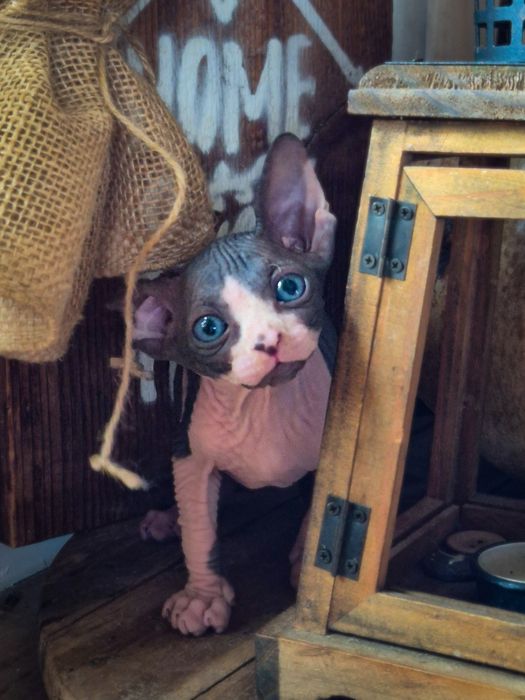 Sfinks Kanadyjski z rodowodem FPL