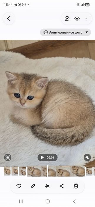 Шотландская девочка скоттиш страйт,зодотая шиншилла. Очень ласковая.