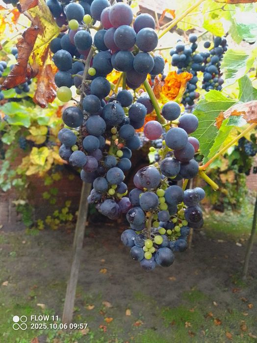 winogrona zbaków górny