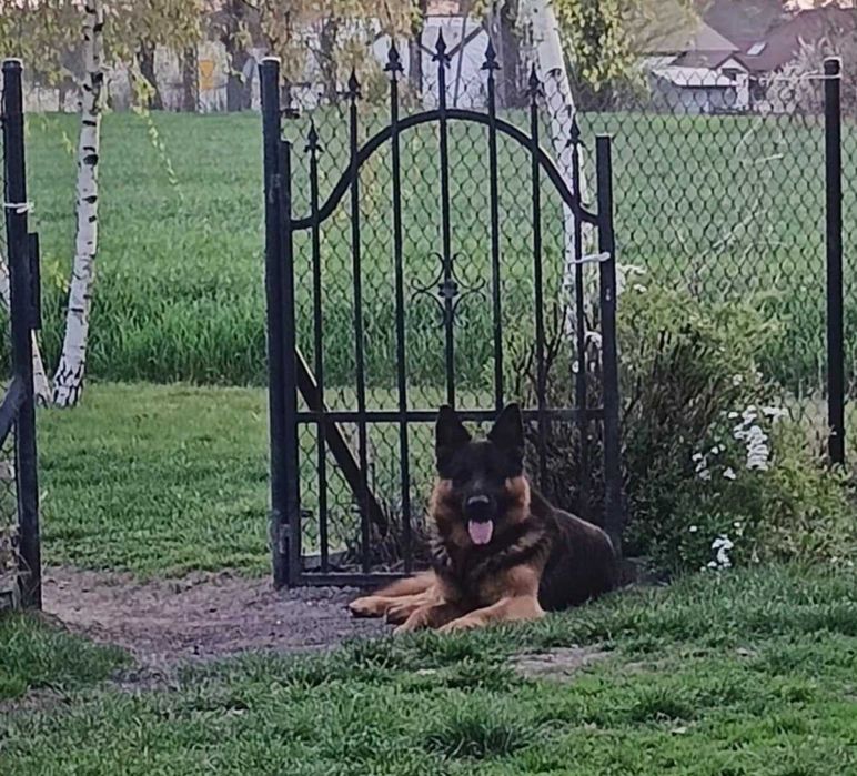 owczarek niemiecki -pies