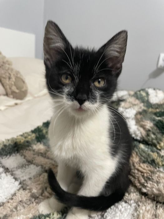 Oddam 2 koty za darmo