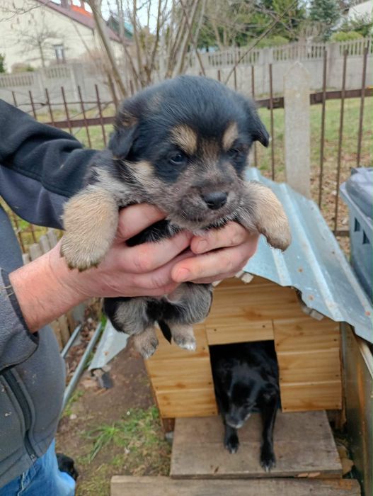 Śliczne pieski do adopcji