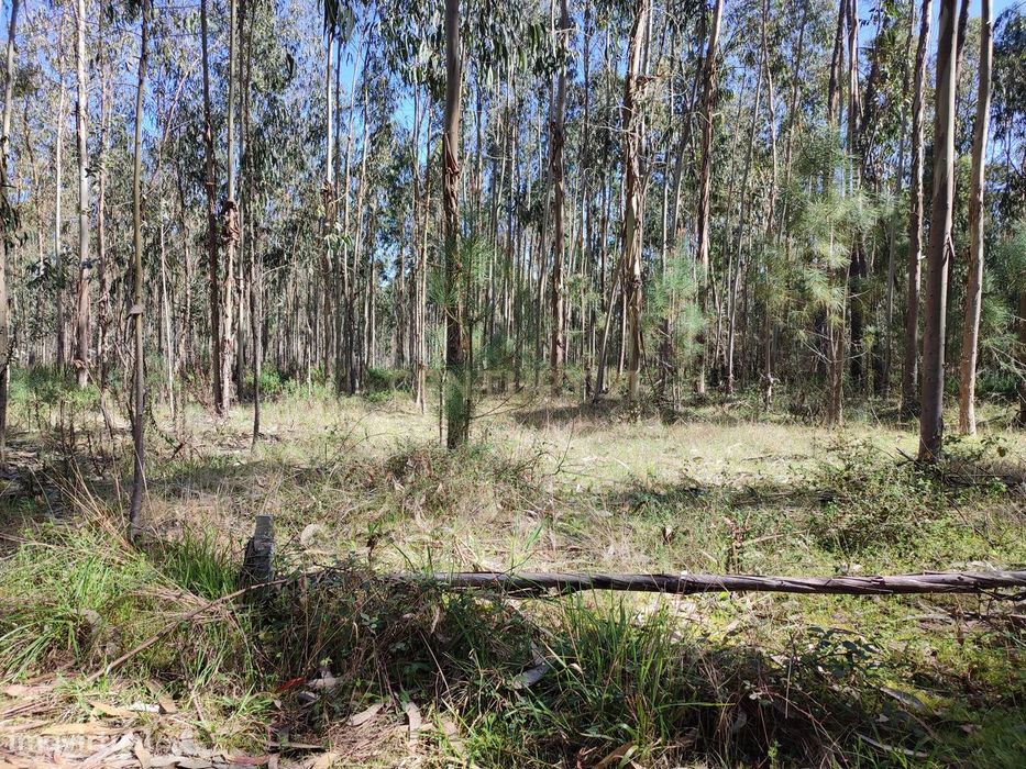Terreno de eucaliptos Maceira, Leiria