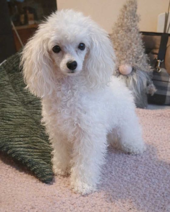 Toy bialy 24 cm.2,5 kg max