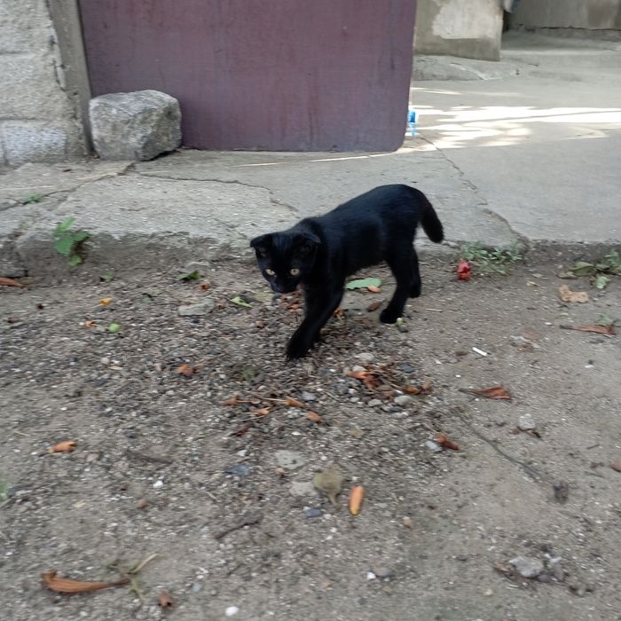 Отдам котят бесплатно
