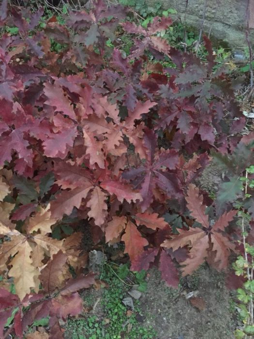 Sadzonki dębu czerwonego i zwyczajnego DO KAŻDYCH 10SZTUK 1 GRATIS