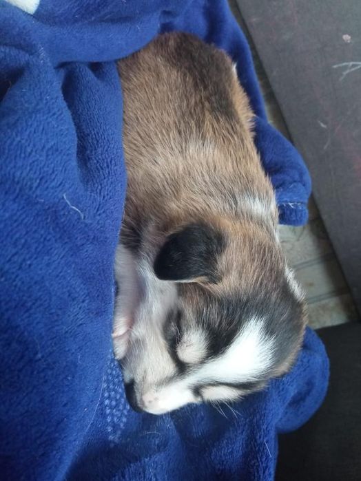 Песик маленької породи