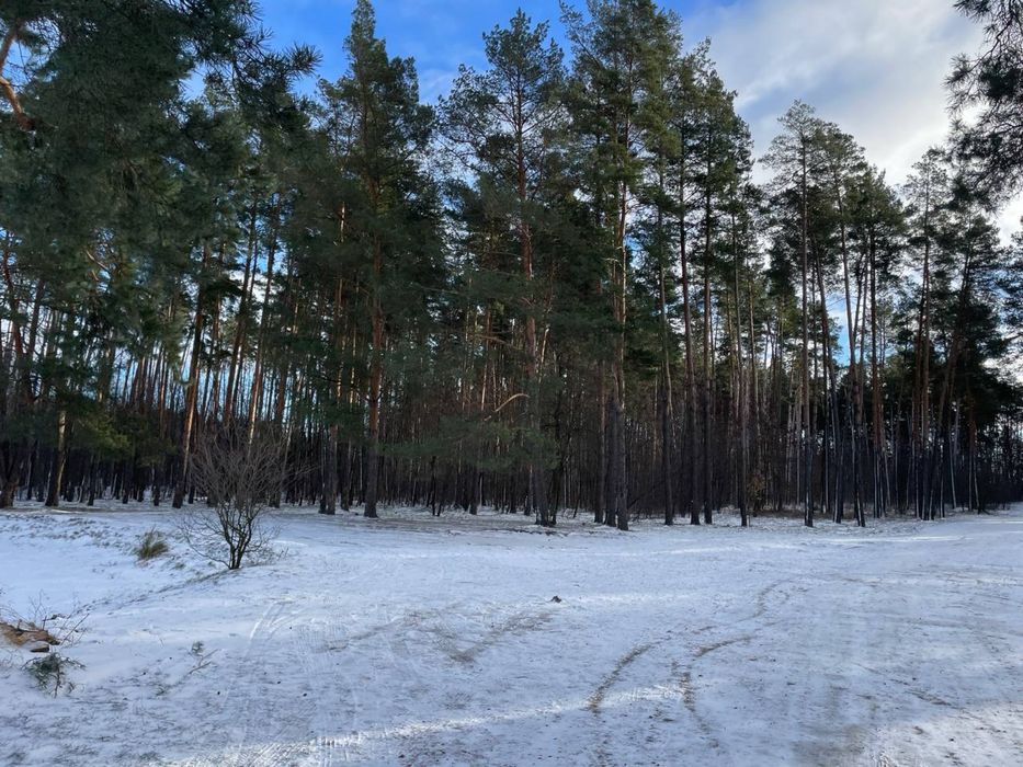 Земельна ділянка! Соснівка! Заліснена