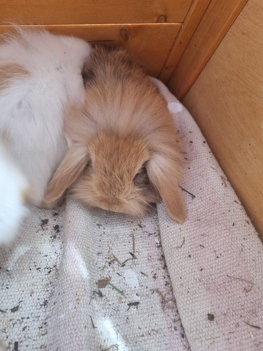 Coelhos anões bebés Ericeira