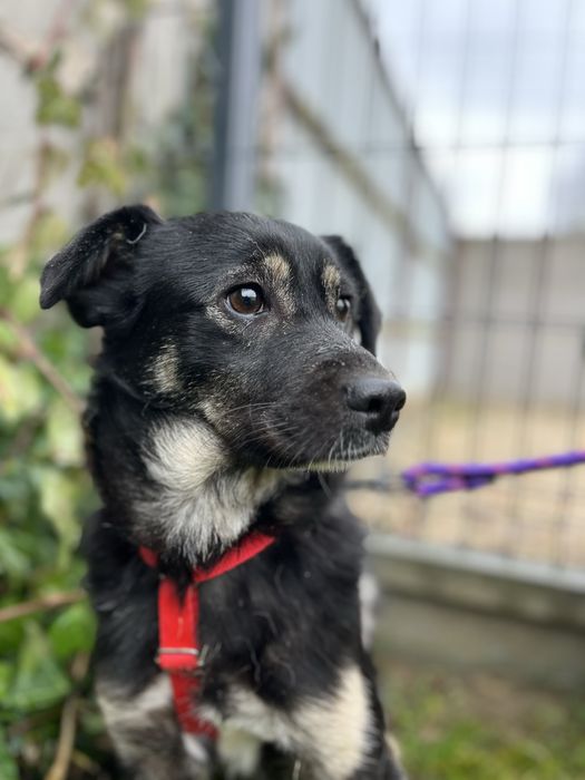 Moly szuka pilnie domu